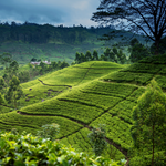 All About Ceylon Tea